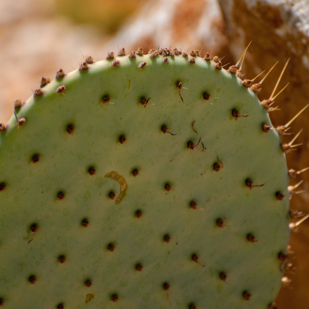 Cactus suyaky