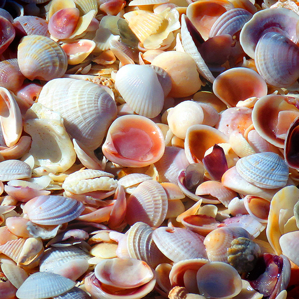 Seashells lr zvarqc