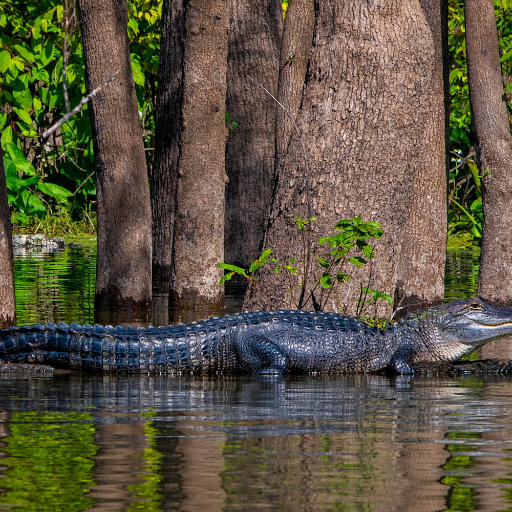 Andy crawford photography atchafalaya basin alligator 1 qi4n0b