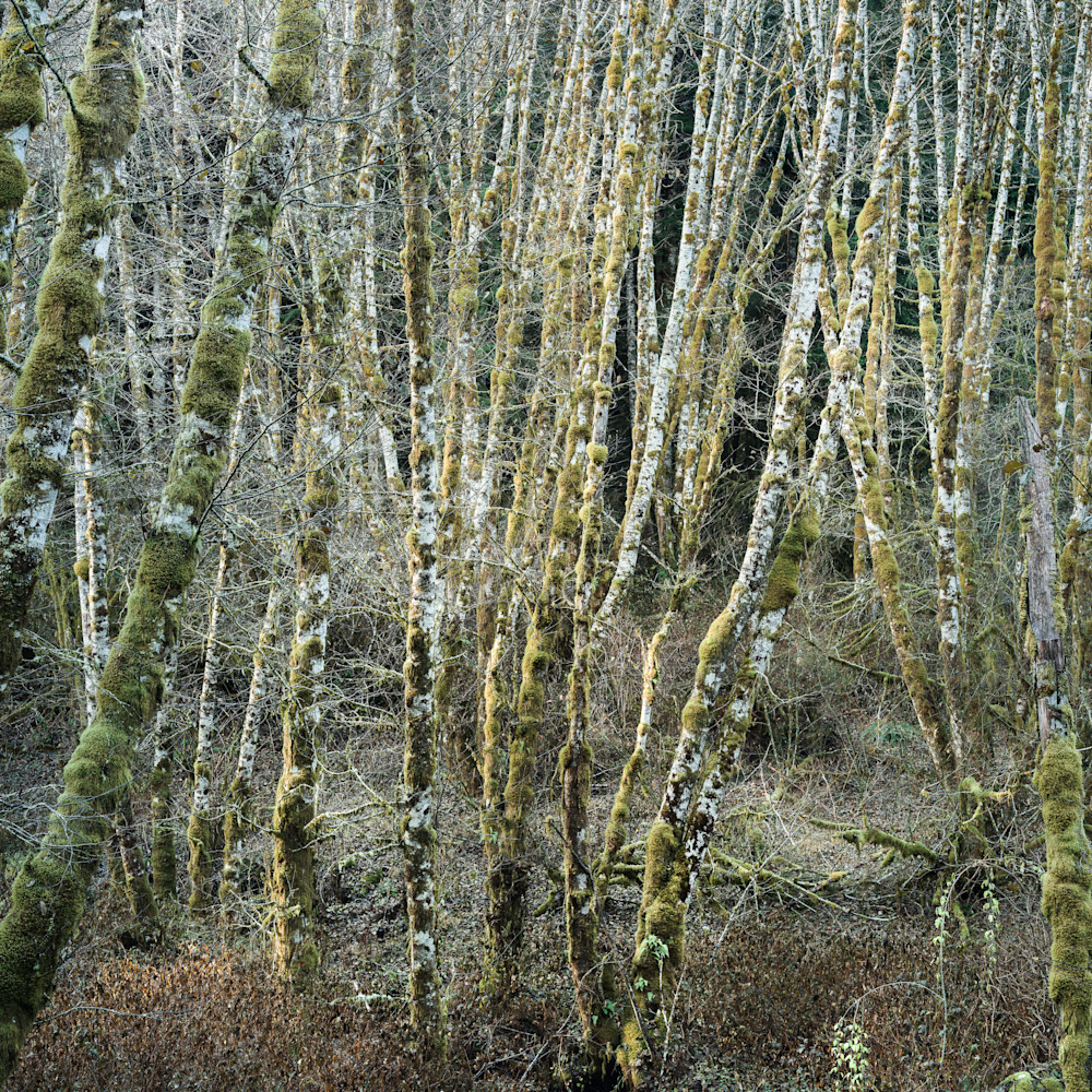 Birch grove 1 timothy hogan mf x5hmuv