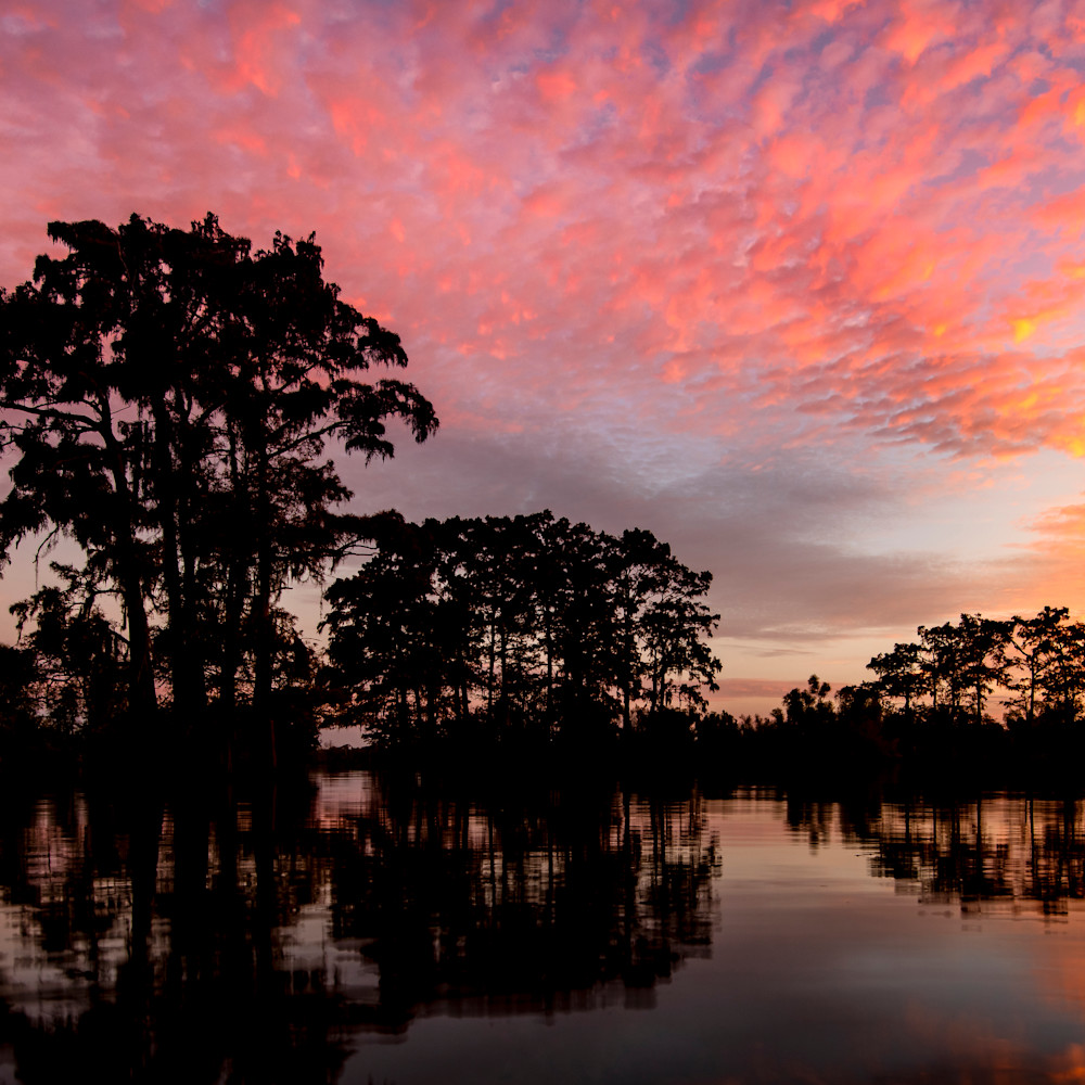 Andy crawford photography henderson swamp 2 a83x28