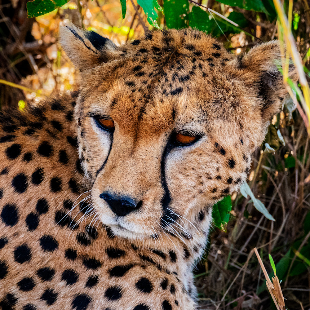 Resting cheetah vpol5i