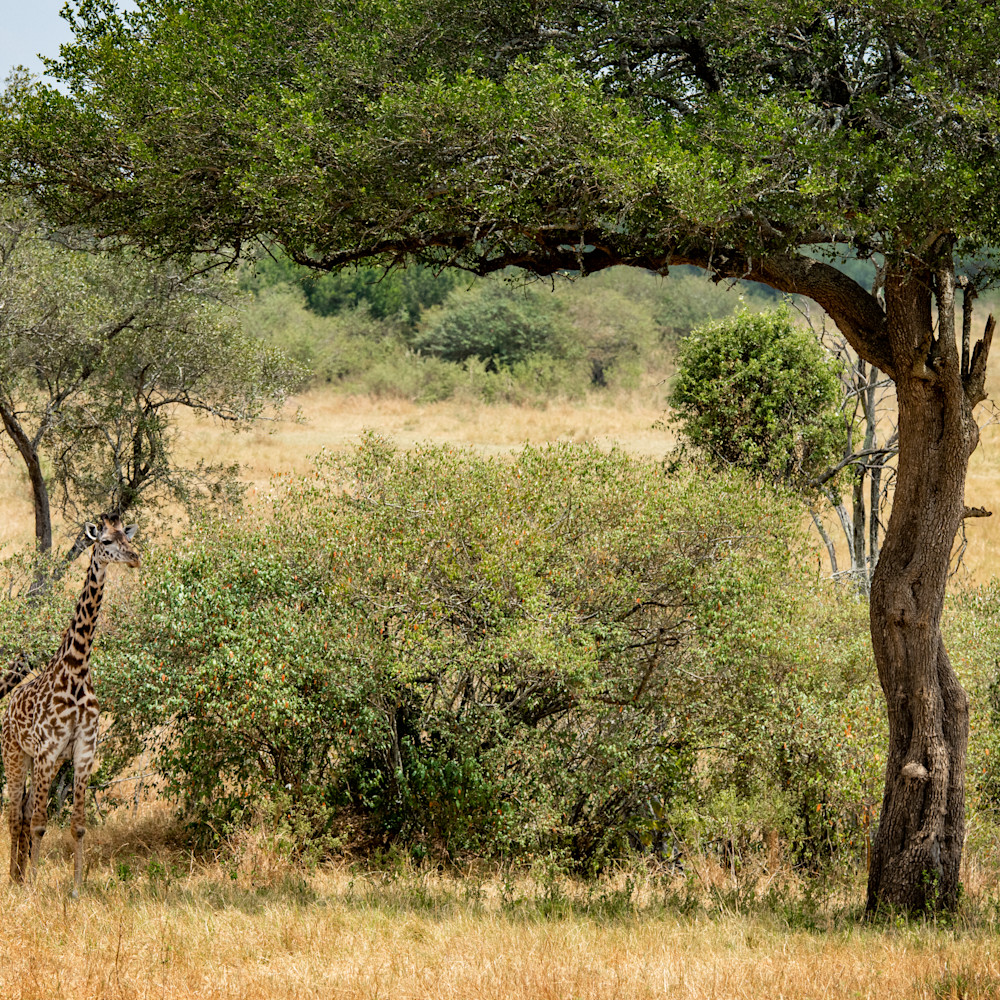 Giraffe under tree tul8jm