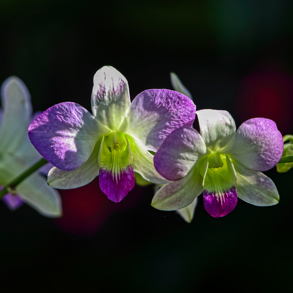 Orchid255a9963 edit ehpv3l