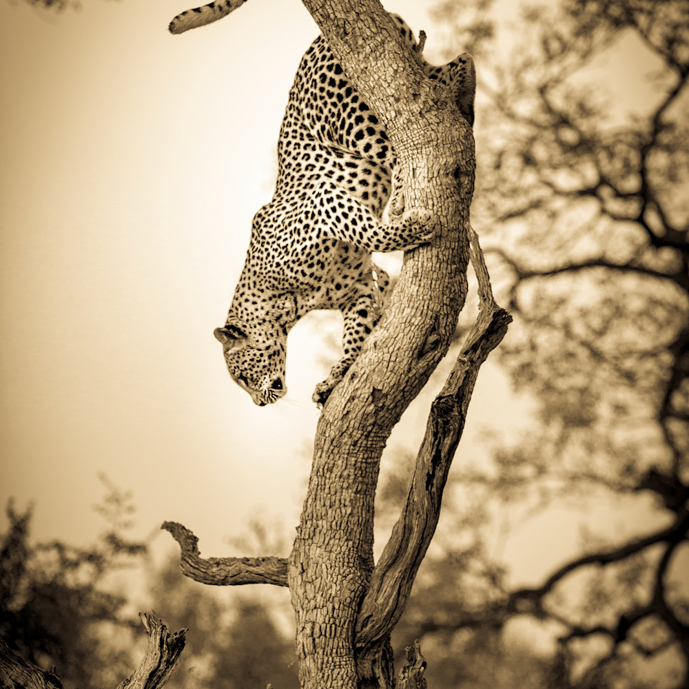 Leopard coming down tree sepia 93 palj4b
