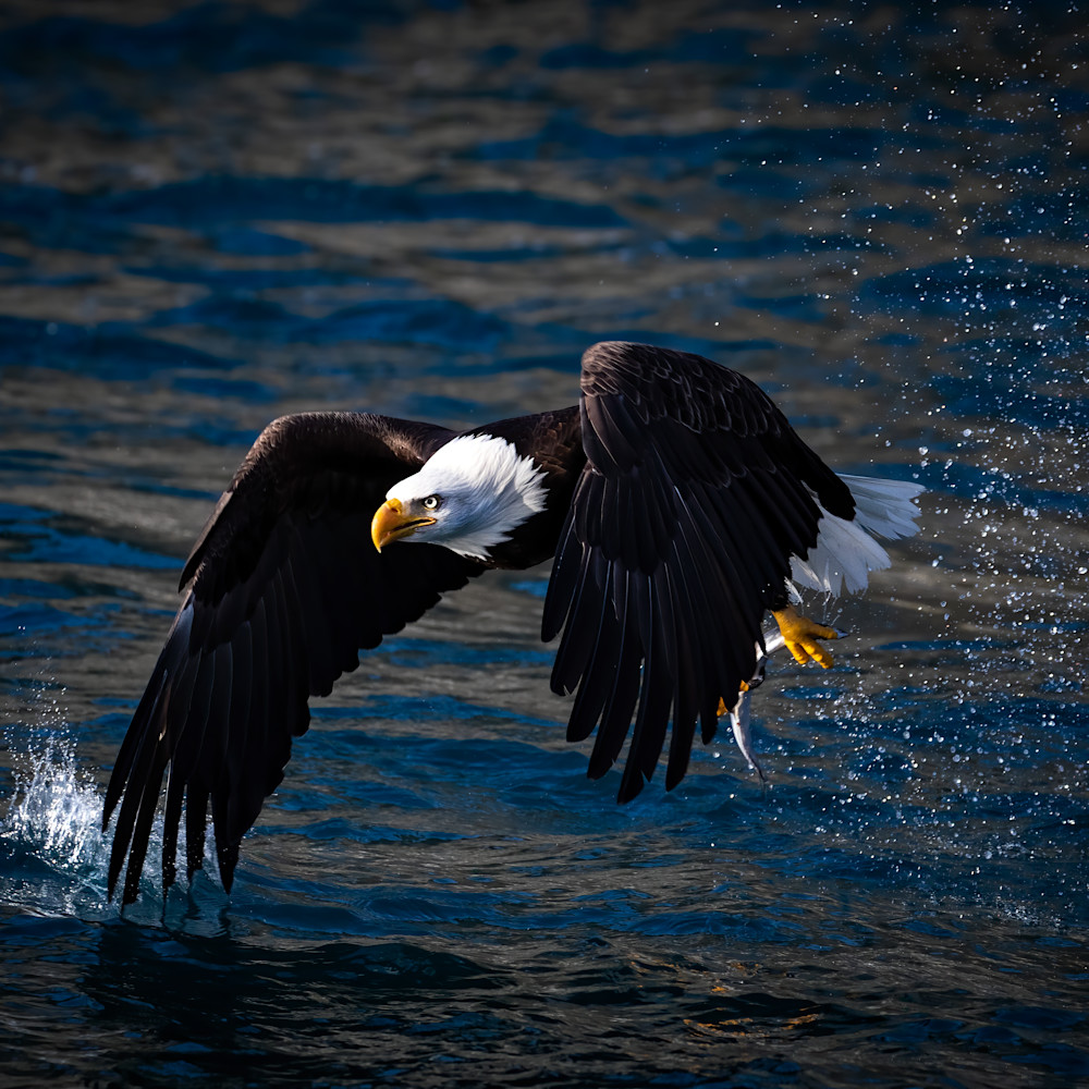 Bald eagle flying just over water cunningham 64 denoise mjqxff