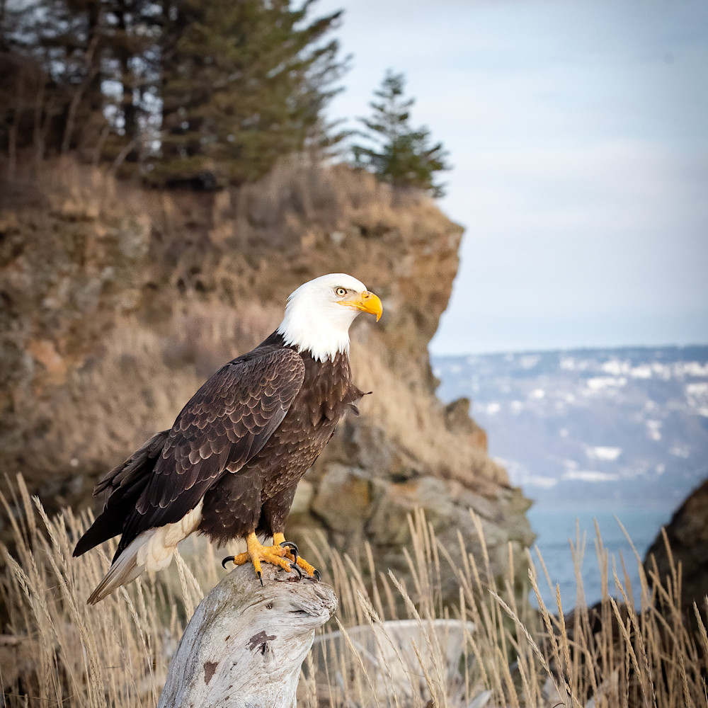 Bald eagle perched near cliff 80 denoise y684lt