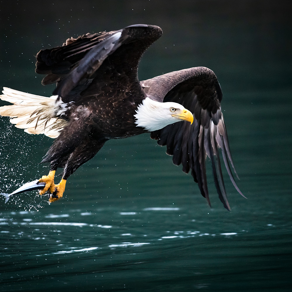 Bald eagle lifting off with fish 90 denoise pqncoh