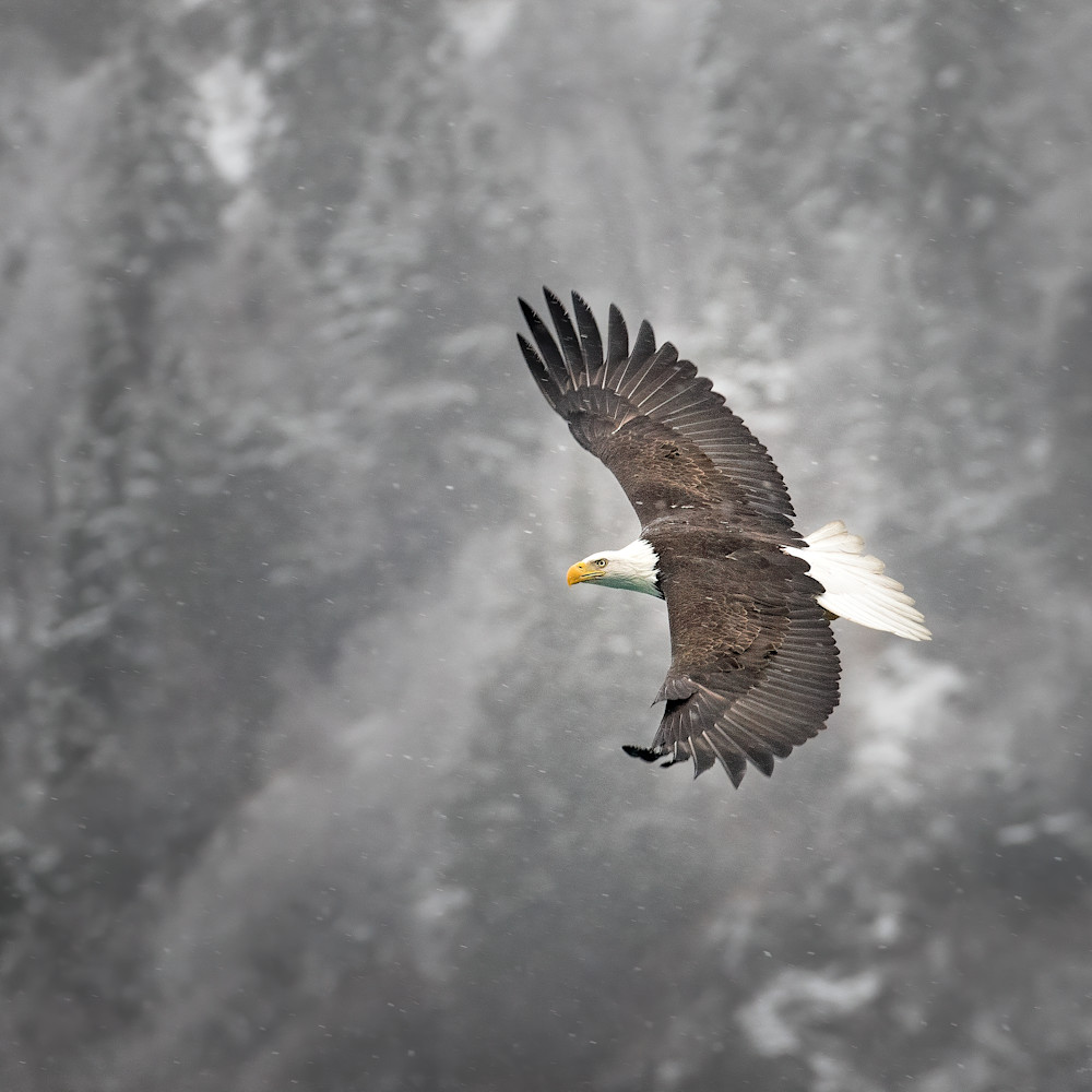 Increasedbald eagle flying w snow covered hill behind 38 edit denoise tzhe1z
