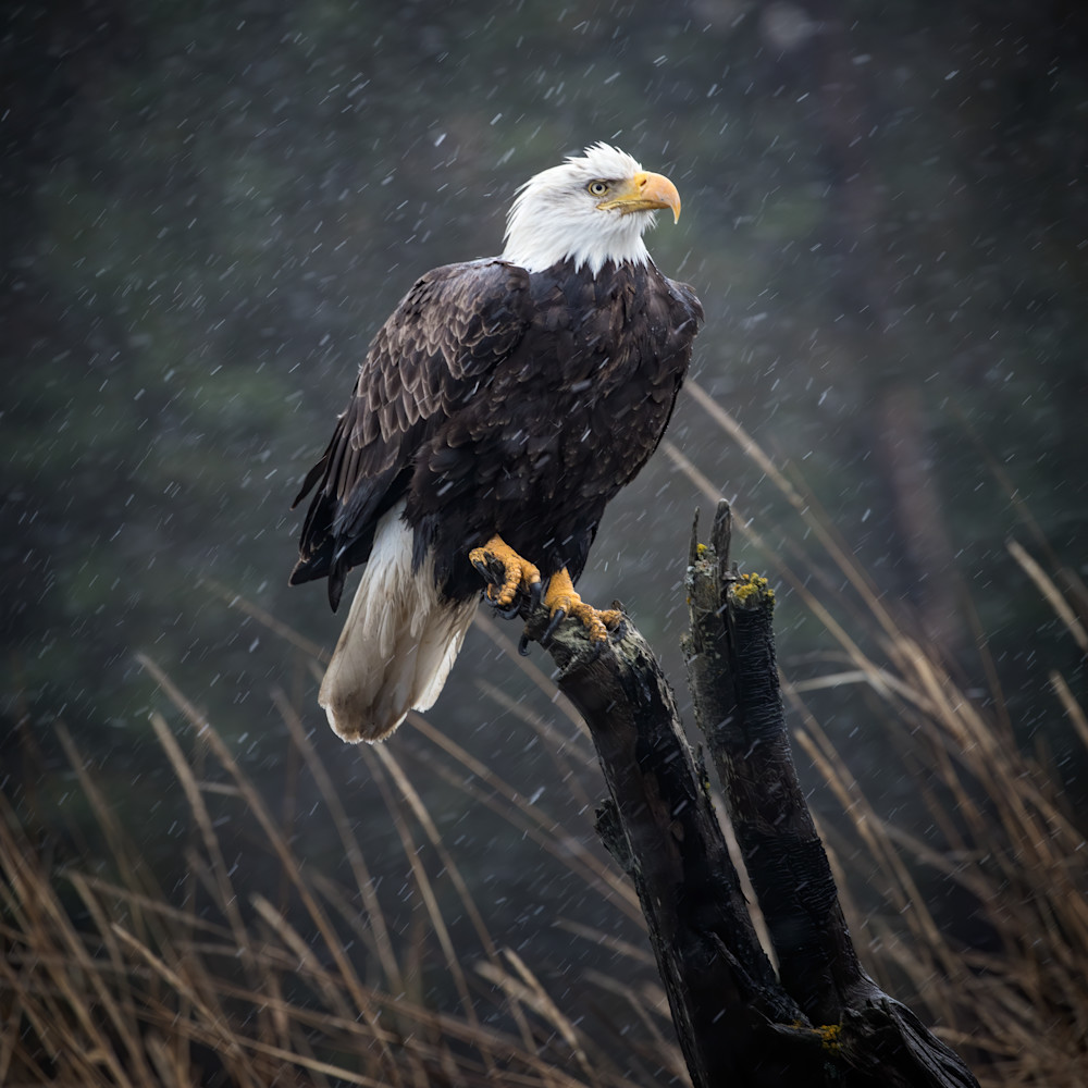 Perched bald eagle sitting out snow storm cunningham full frame 88 denoise tq9p4t