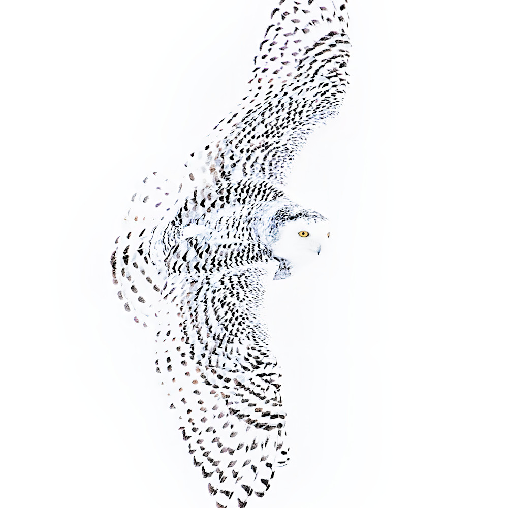 Snowy owl doubled with topaz stan cunningham output denoise wz5zso