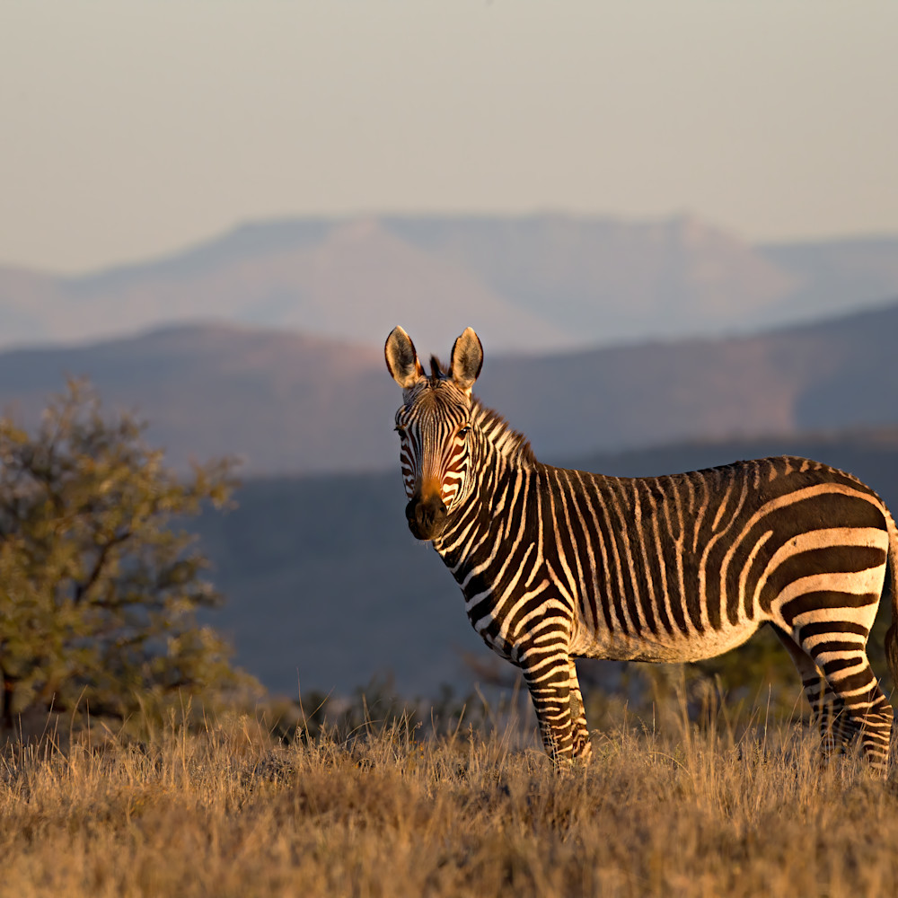 Increasedmountain zebra with landscape in bckgrnd 45 mb edit denoise denoise kcueos