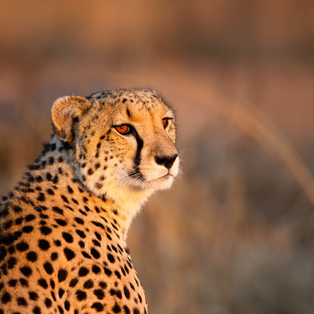 Cheetah portrait red eyes at sunrise 73 denoise zshso5