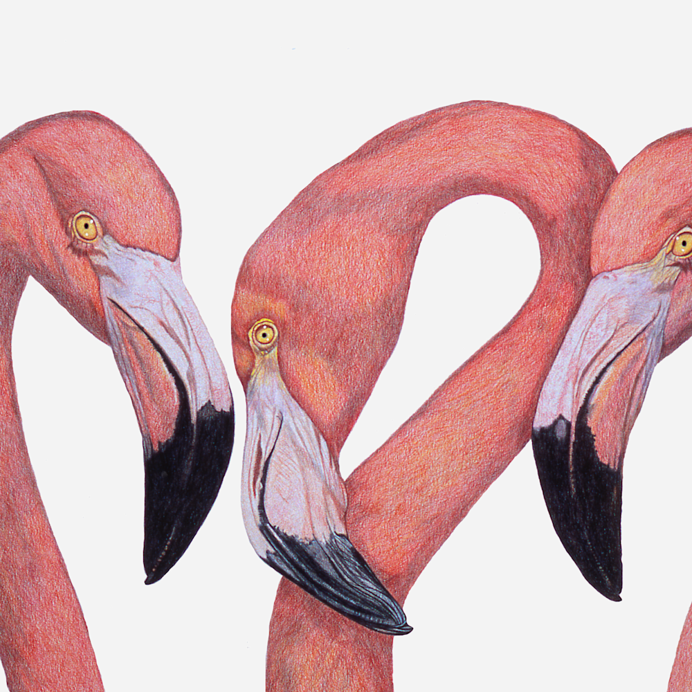 Dee van houten flamingo talk giclee 2020 czgaxw