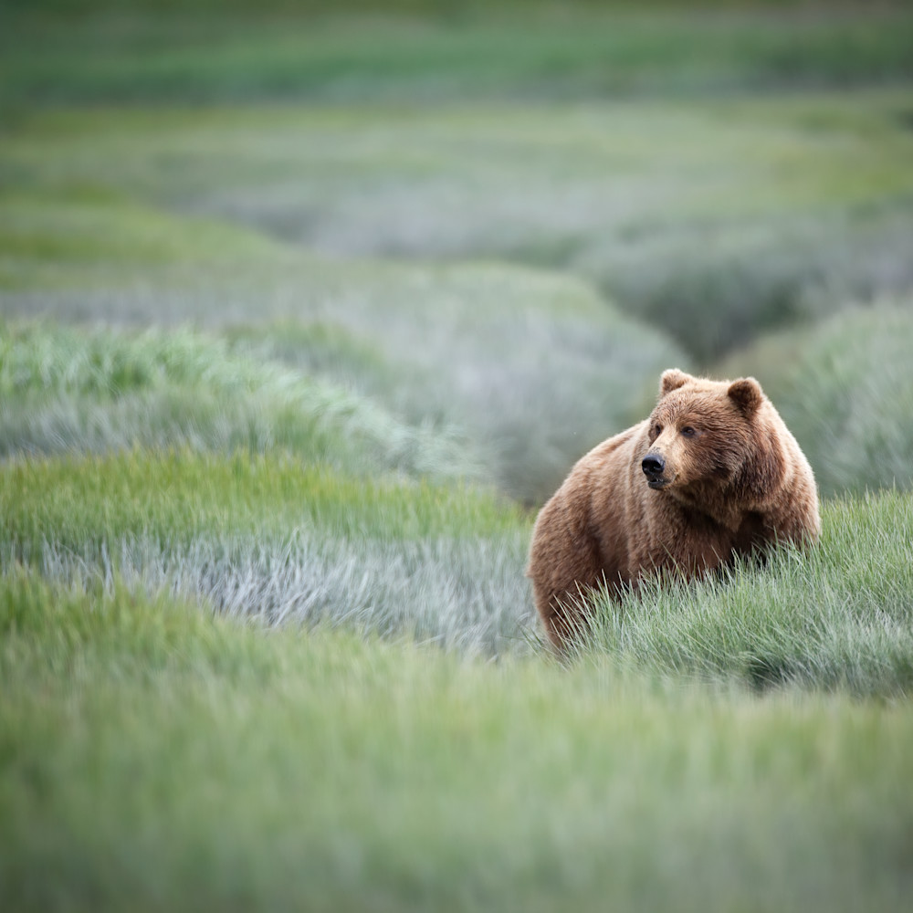 Brown bear sow in grass master 88 denoise wgjcao