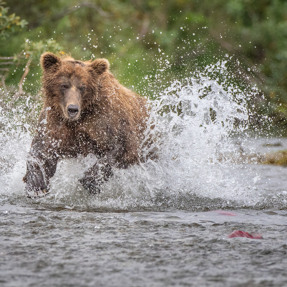 Increasedred brown bear chasing salmon 30 edit denoise bc8eom