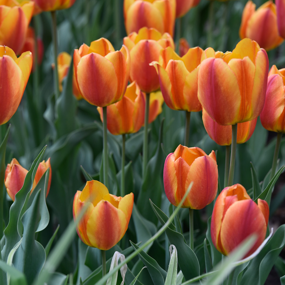 Tulips 3 denver botanic gardens 2019 tjwx2t