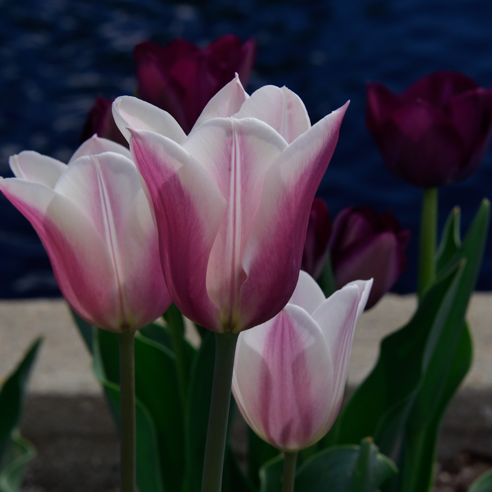 Tulips denver ccxmdq