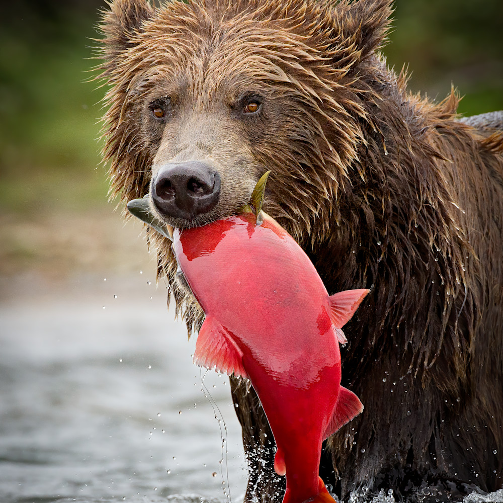 Increasedbrown bear stare with fish icunningham vertical crop whole fish 88 denoise knhcz7