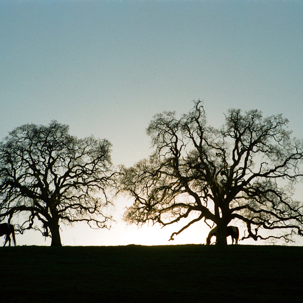 002 trees with horses umcre7