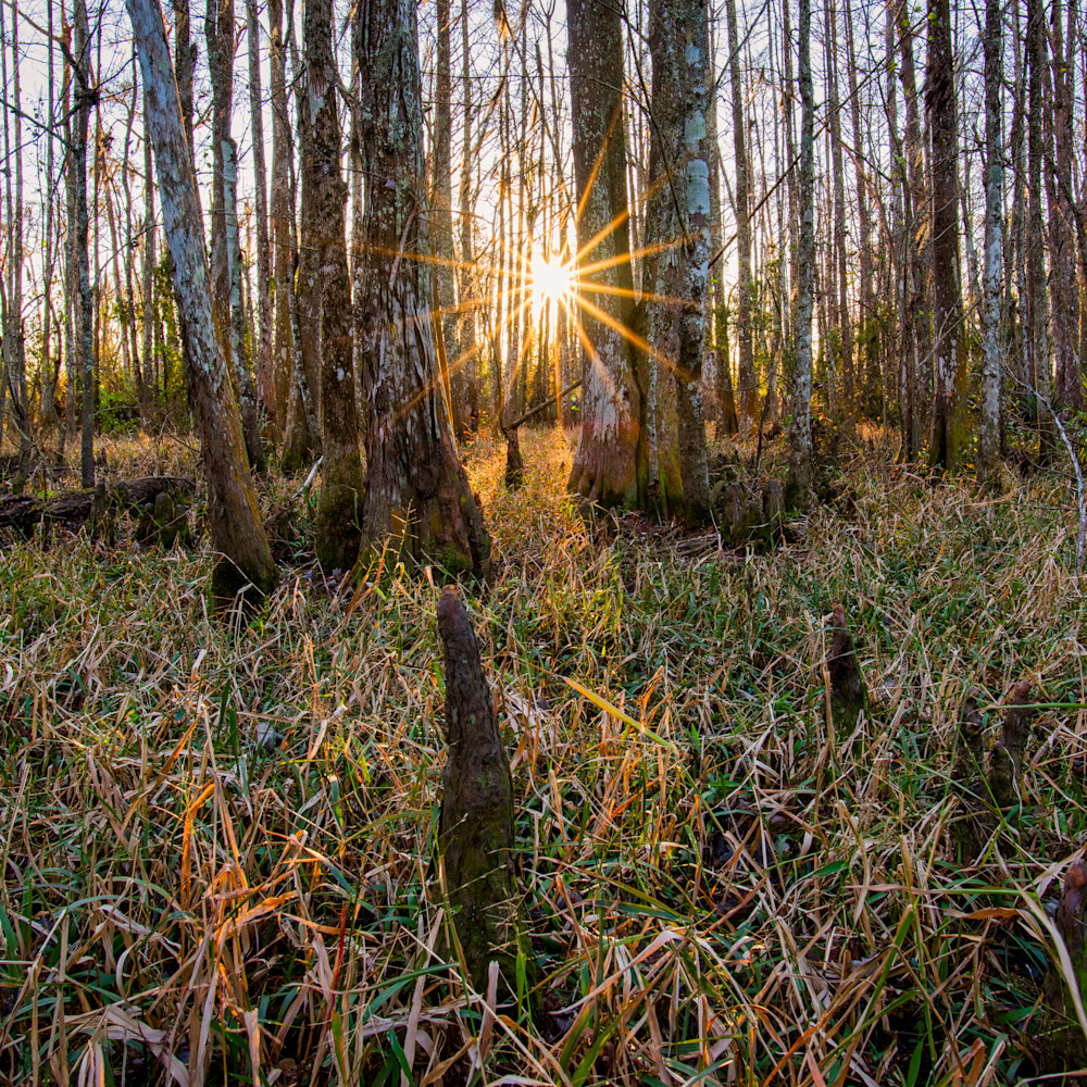 Andy crawford photography fairview riverside state park swamp 1 iylewm