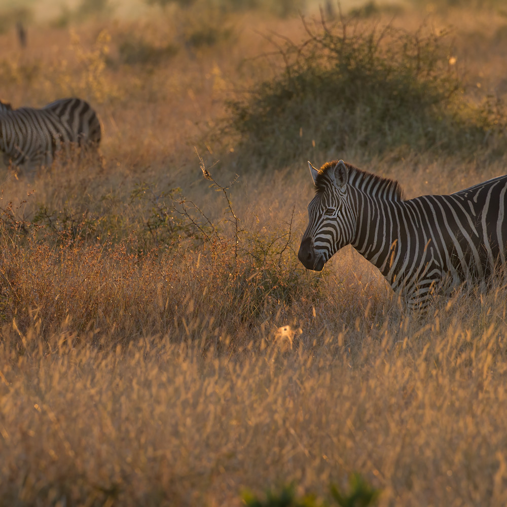 Birchell s zebra at sunrise denoise isfxb2