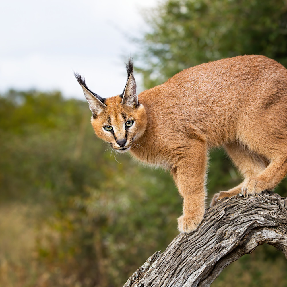 Pissed caracal denoise wpb8oa