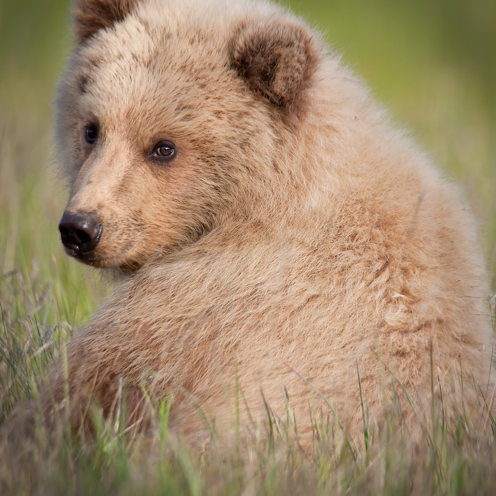 Increasedbrown bear cub looking over shoulder vertical 21 mb edit denoise pdfckb
