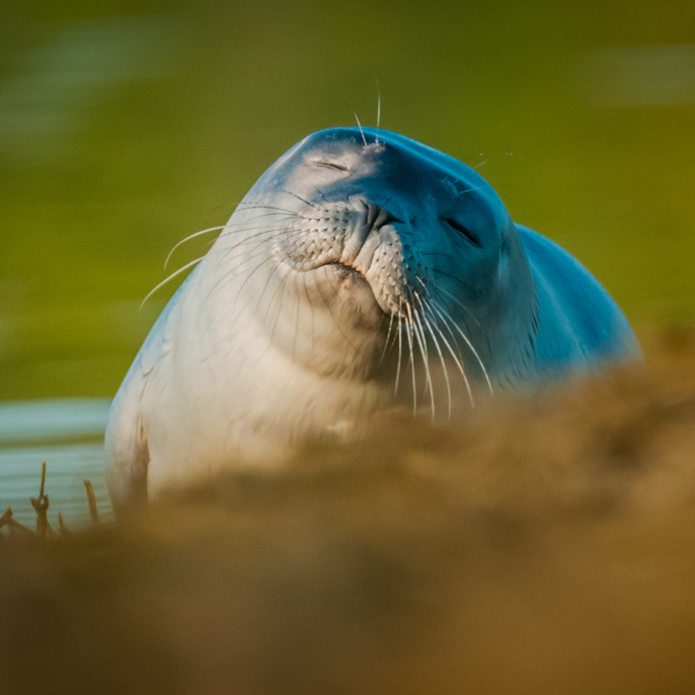 Sleepy seal hxgwuw