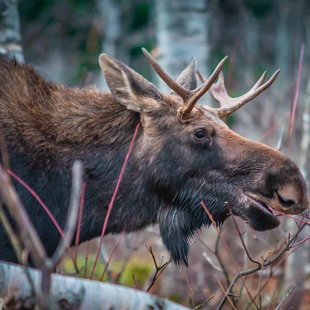 Twig Eater Photography Art Monteux Gallery
