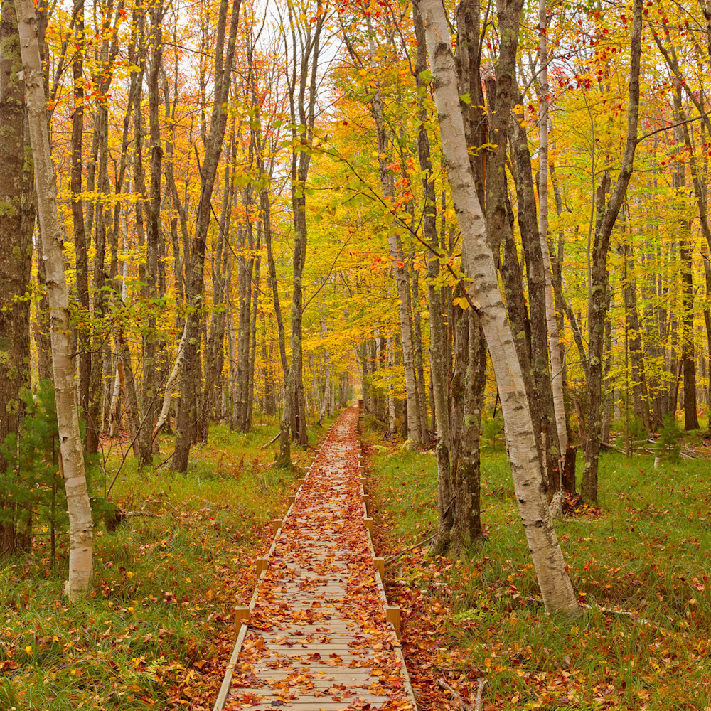 Forest path 16x24 digital image r6fyak