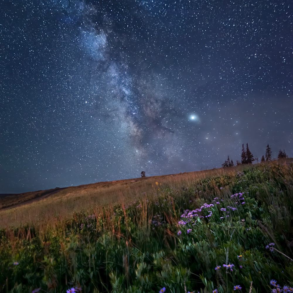 Meadow of stars paiglp
