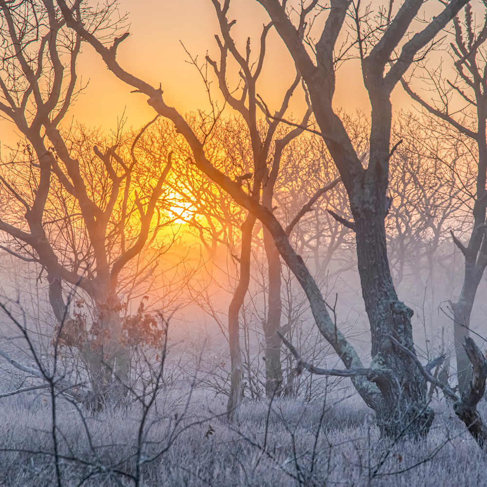 Long Point Frosty Woods Art Michael Blanchard Inspirational
