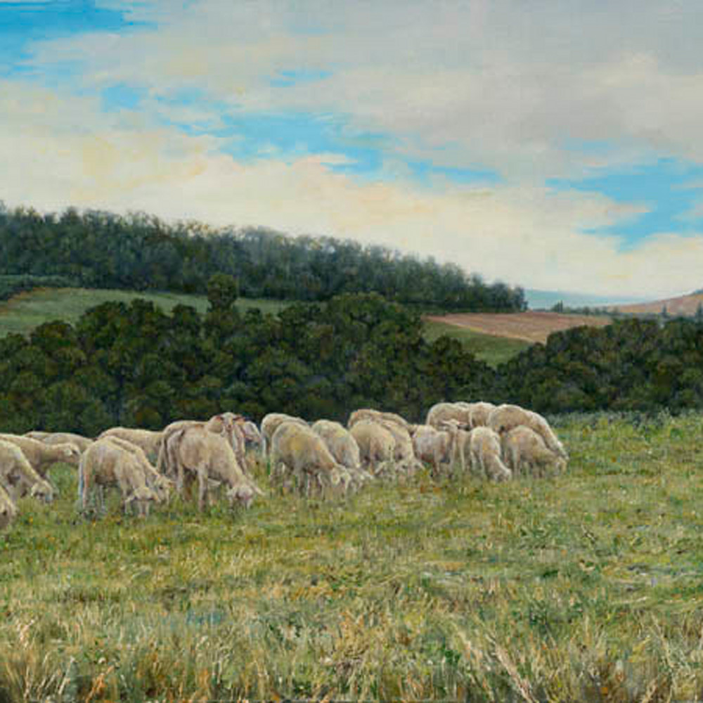 Tuscan sheep biuxxd