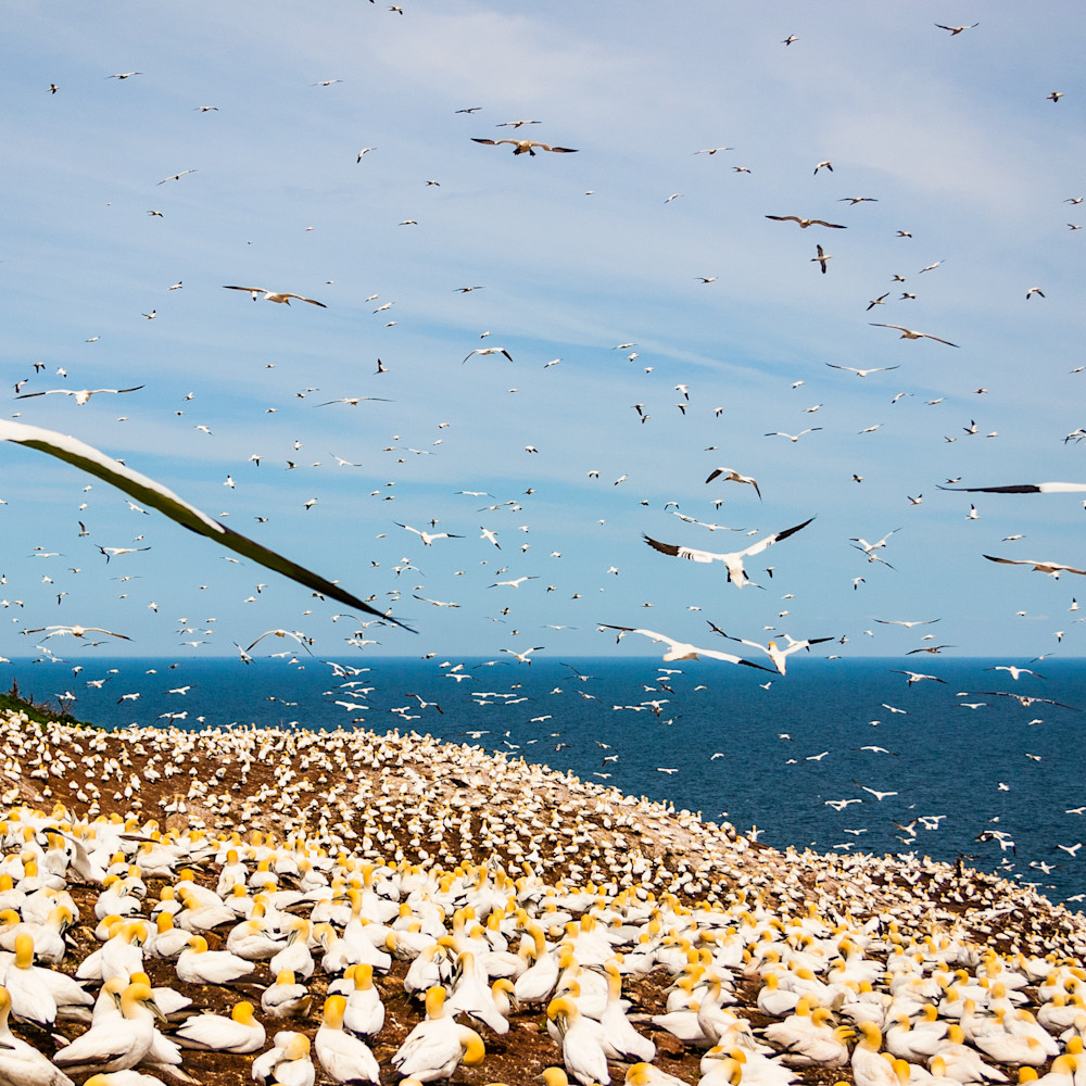 Northern gannets c7euhx