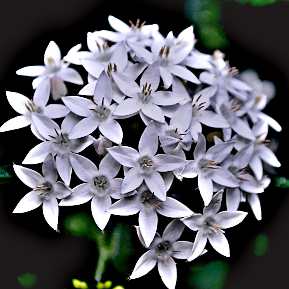 Whiteflowers wcw0s1