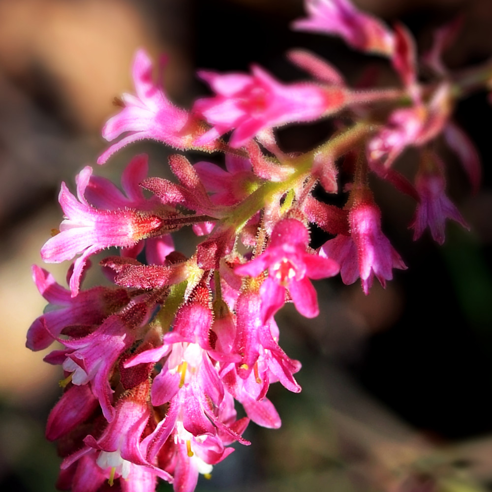 Wild flower in pink jwe7dp