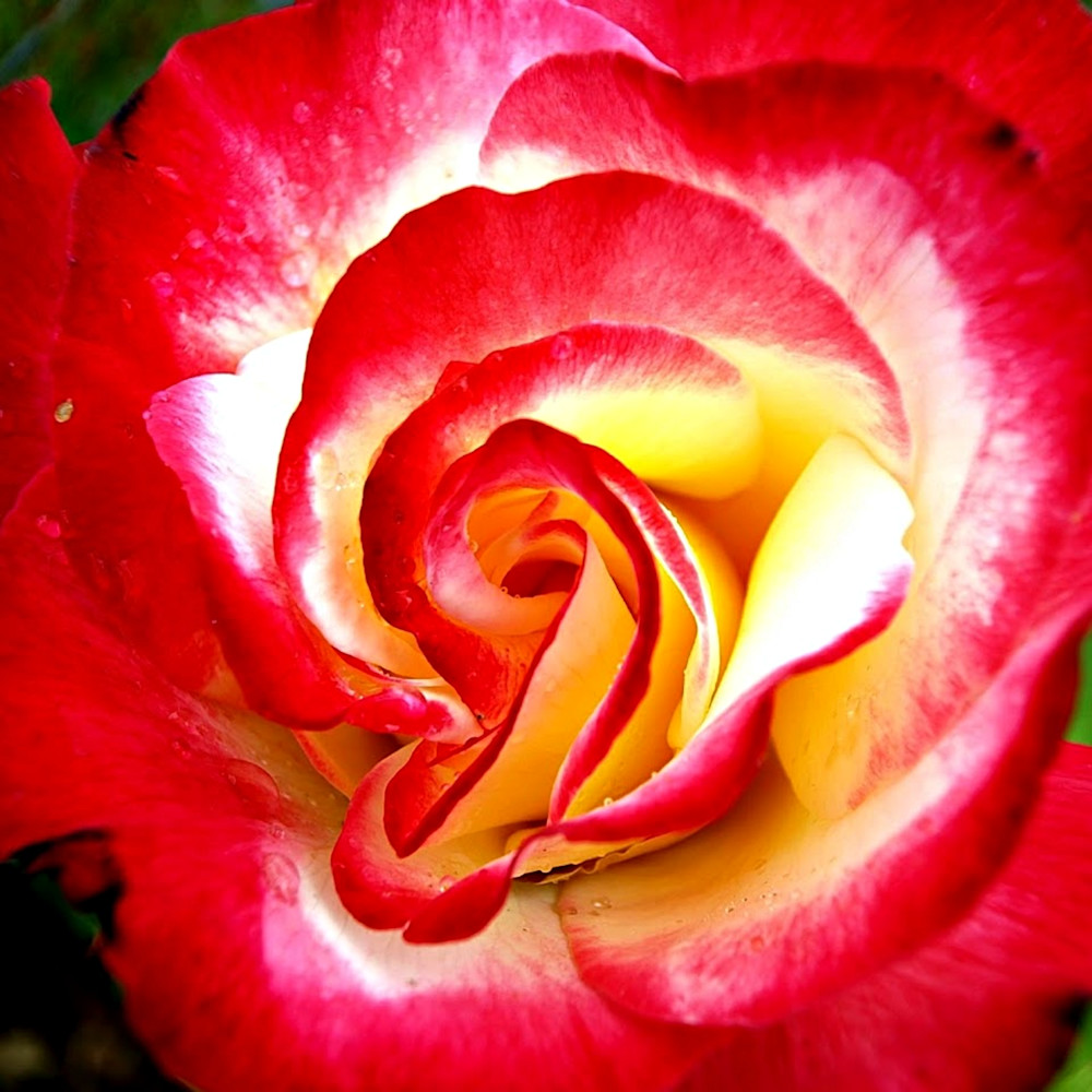 Red and white rose tzhbvf