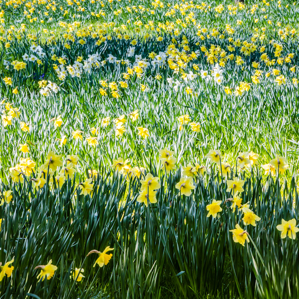 Daffodills qo6tix