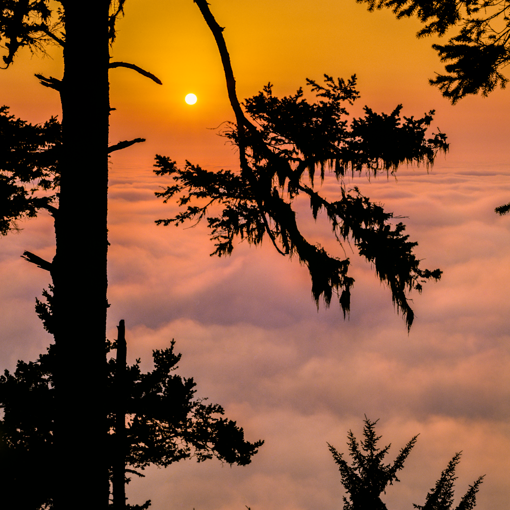 Redwood silhouette sunset above the clouds final umsoq9