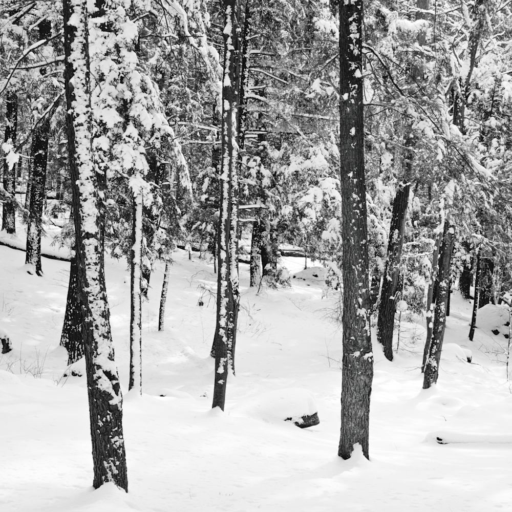 Valhalla nature fresh snow forest scene pano 1 wklxpi