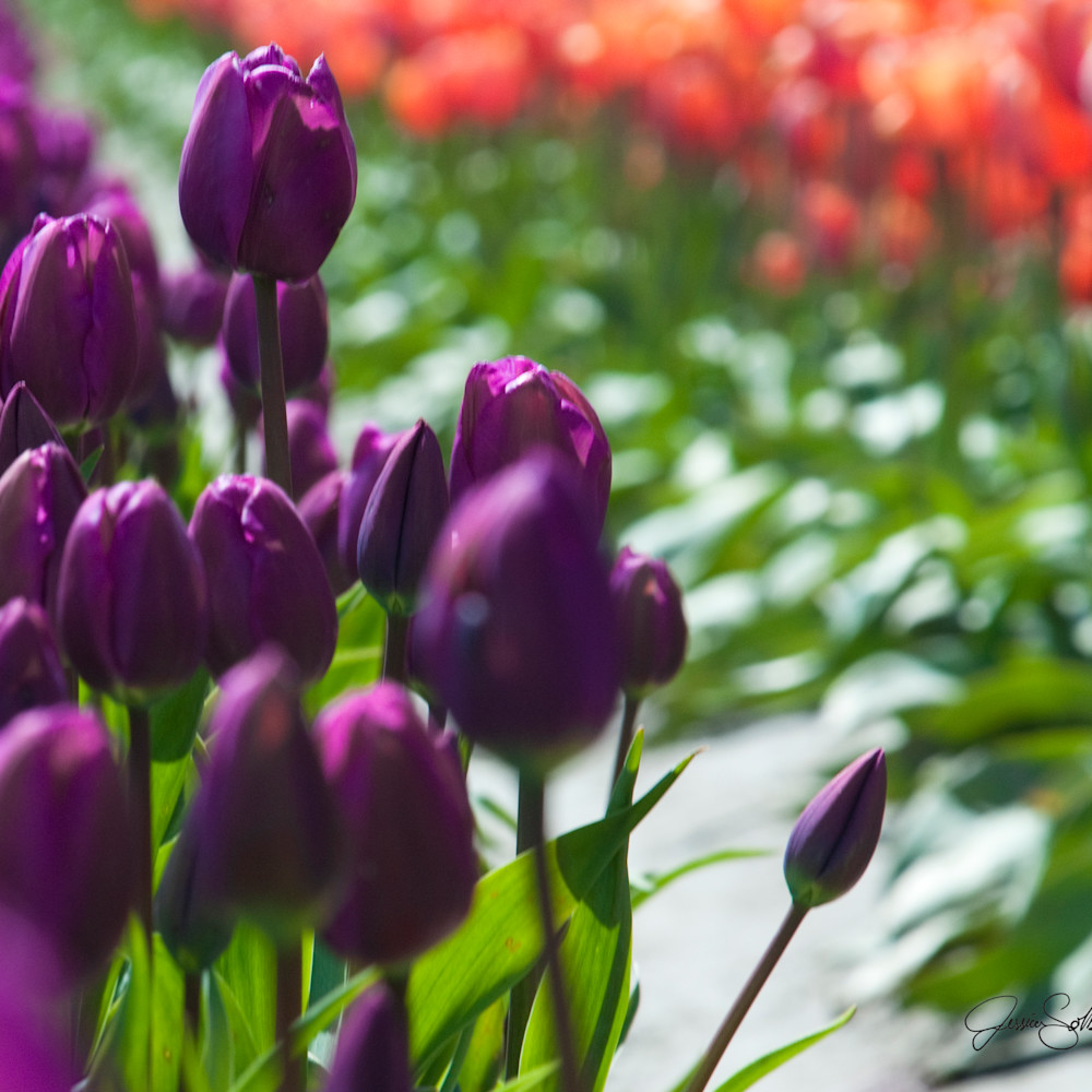 Purple tulips wvxdqc