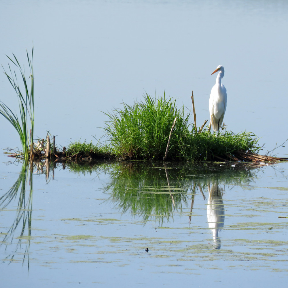 Reflections great egret o5cw5s