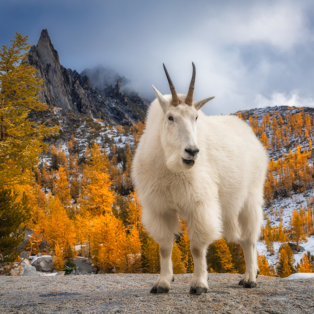 Mountain goat gmqy2r