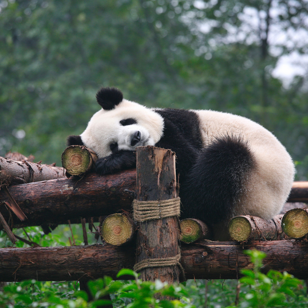 Sleeping panda zkxtqs