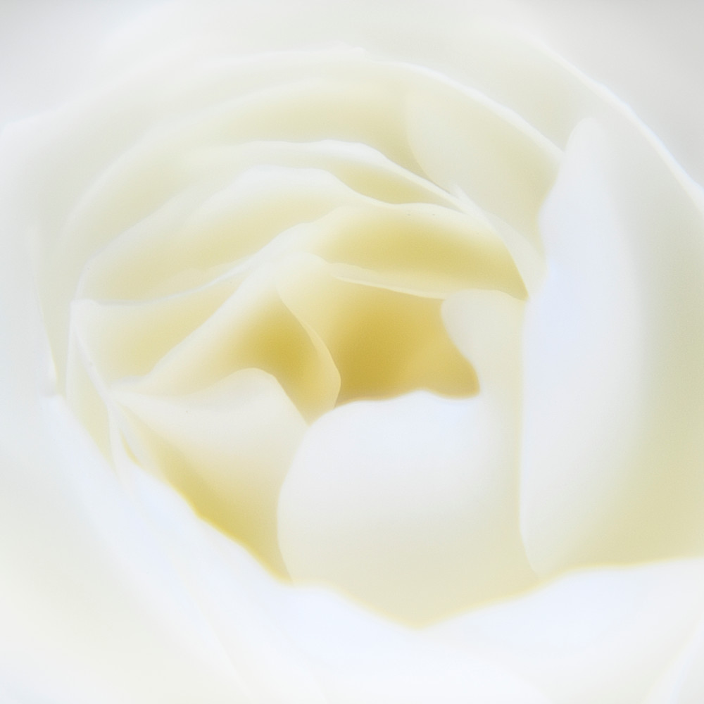 A rose for rudi  hz9jhb