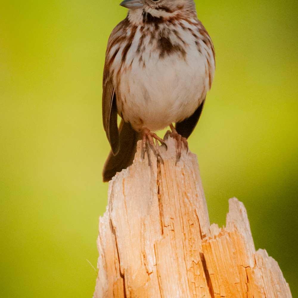 Song sparrow2 mm68af