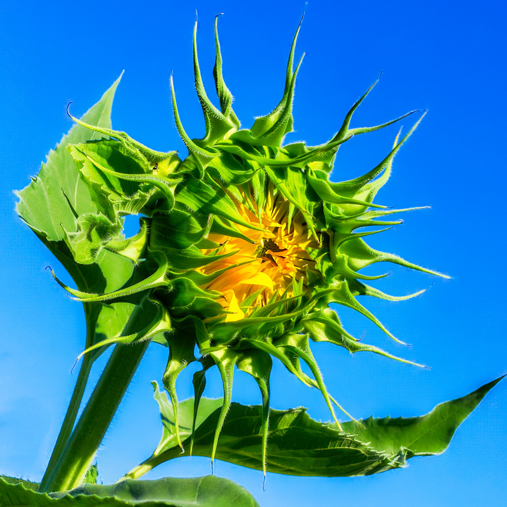 Sunflower 10 kwiynr