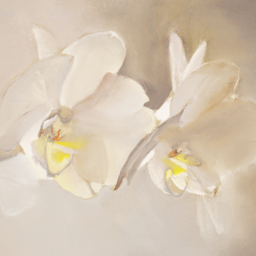 The white orchids 9x12 al2 300 z1kppd