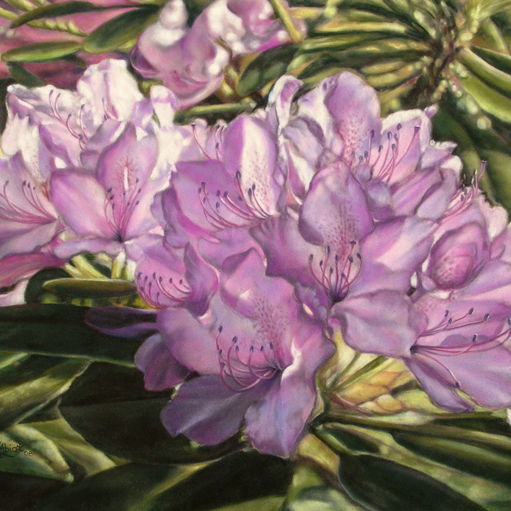 Rhododendrons prints   chalk pastel bqrdeu